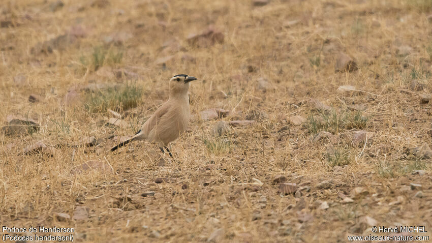 Mongolian Ground Jayadult