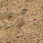 Henderson's Ground Jay