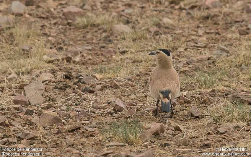 Henderson's Ground Jayadult