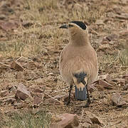 Henderson's Ground Jay