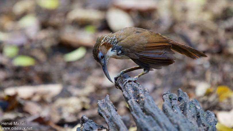 Large Scimitar Babbleradult, Behaviour