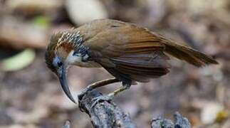 Large Scimitar Babbler