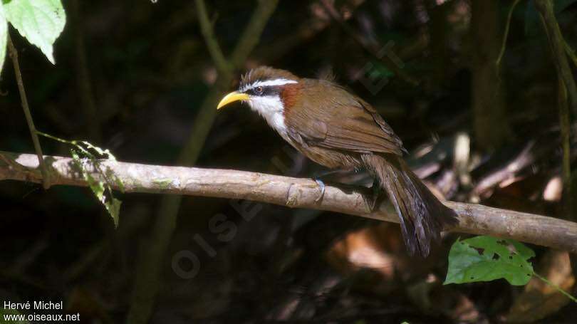 White-browed Scimitar Babbleradult, identification