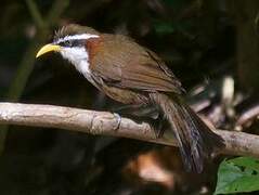 White-browed Scimitar Babbler