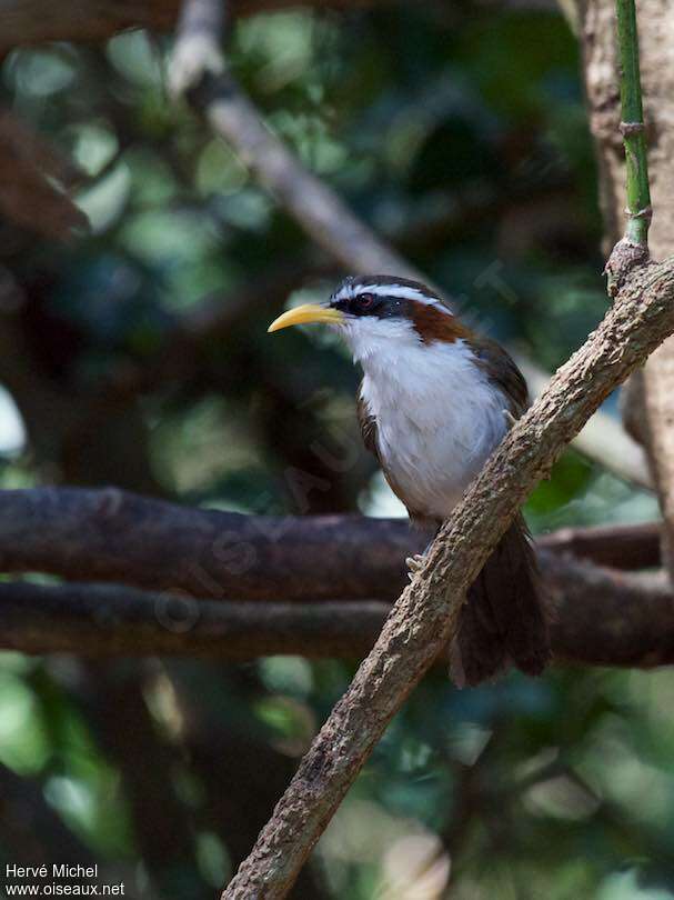 White-browed Scimitar Babbleradult