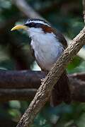 White-browed Scimitar Babbler