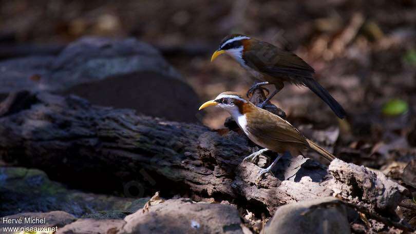 White-browed Scimitar Babbleradult, Behaviour