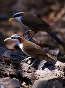 White-browed Scimitar Babbler