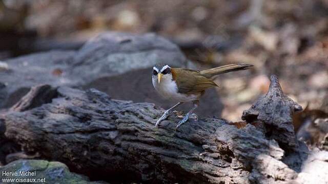 Pomatorhin à tête ardoise adulte hemi196502