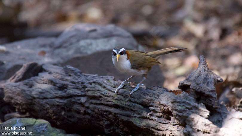 White-browed Scimitar Babbleradult