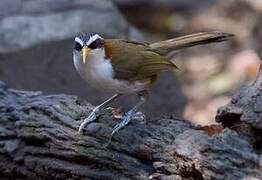 White-browed Scimitar Babbler