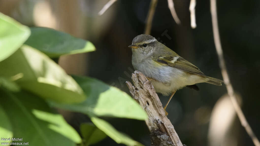 Yellow-browed Warbler, identification