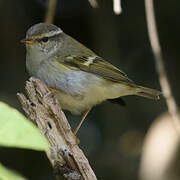 Yellow-browed Warbler