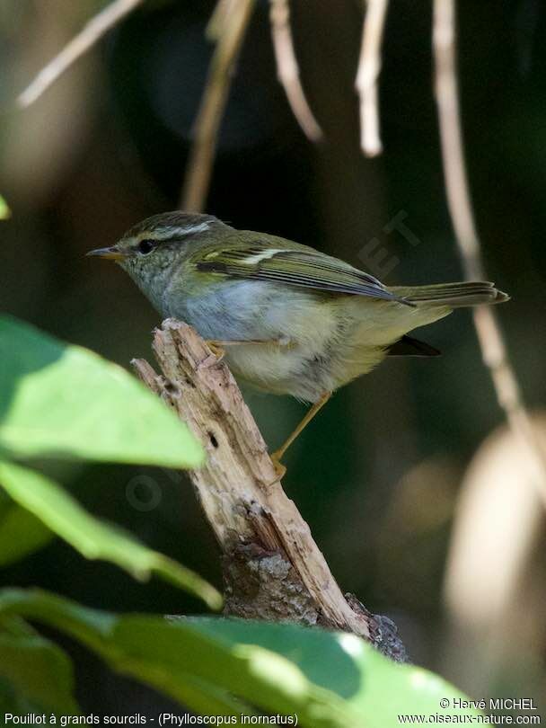 Yellow-browed Warbler