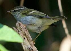 Yellow-browed Warbler