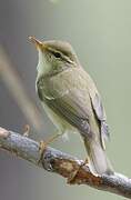 Arctic Warbler