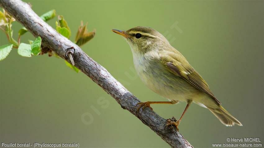 Arctic Warbler, close-up portrait