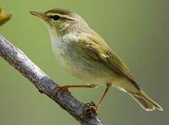 Arctic Warbler