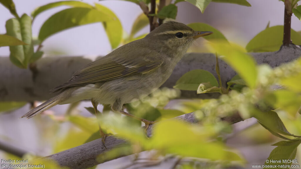 Arctic Warbler