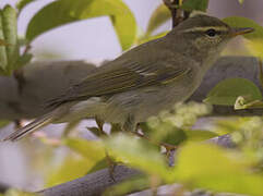 Arctic Warbler