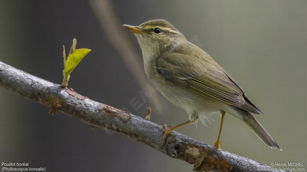 Arctic Warbler