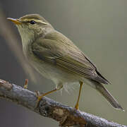 Arctic Warbler