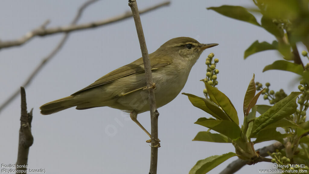 Arctic Warbler