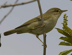 Arctic Warbler