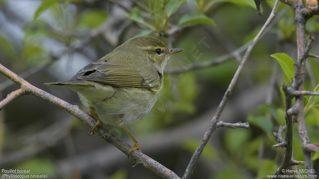 Arctic Warbler