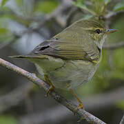 Arctic Warbler