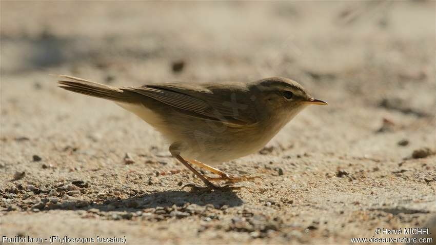 Dusky Warbler