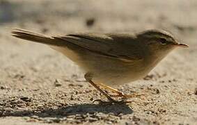 Dusky Warbler