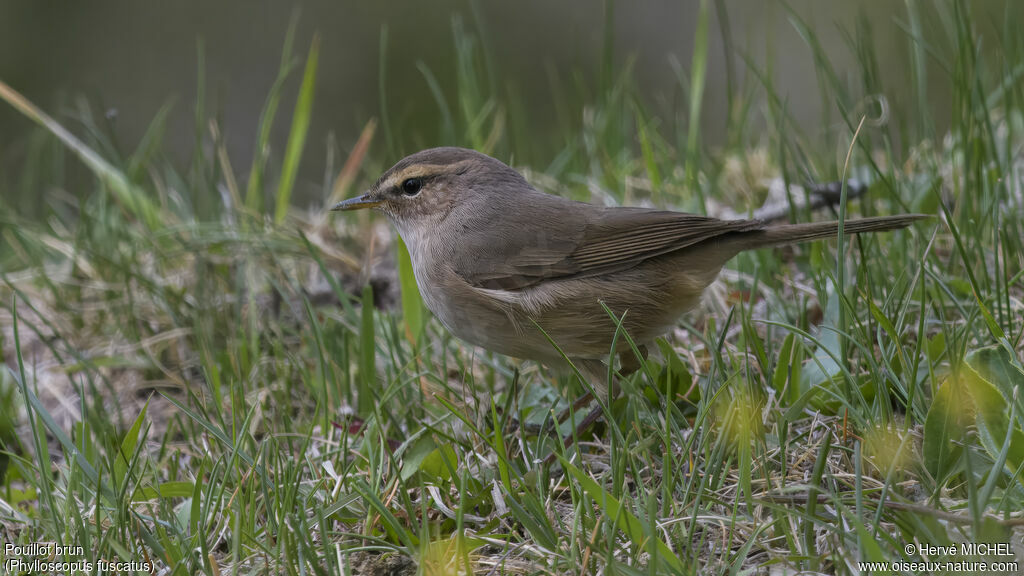 Dusky Warbleradult