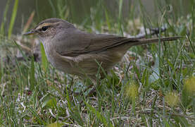 Dusky Warbler