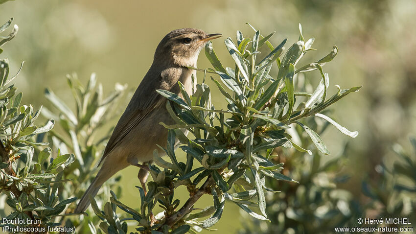 Dusky Warbleradult