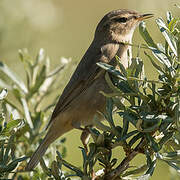 Dusky Warbler