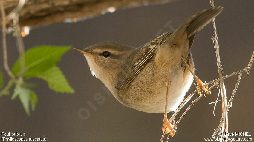 Dusky Warbler