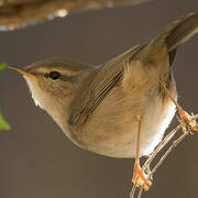 Dusky Warbler