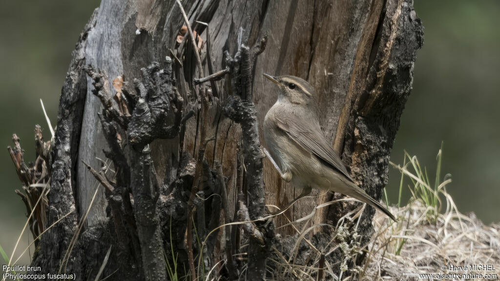 Dusky Warbler