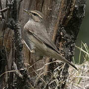 Dusky Warbler