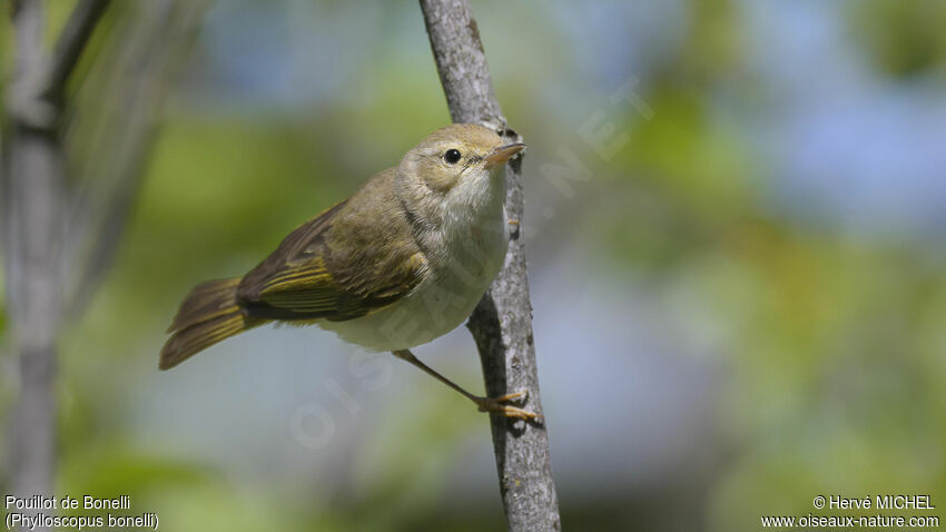 Western Bonelli's Warbler male adult breeding