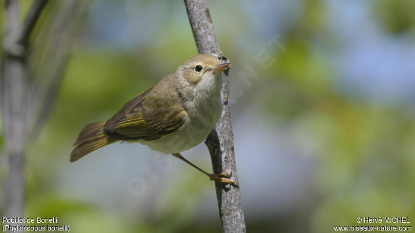 Western Bonelli's Warbler male adult breeding