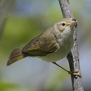 Western Bonelli's Warbler