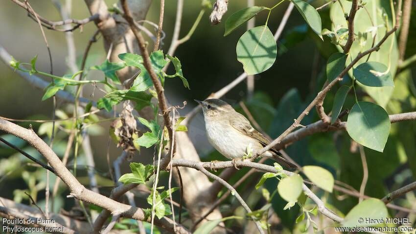 Hume's Leaf Warbler