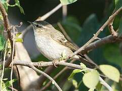 Hume's Leaf Warbler