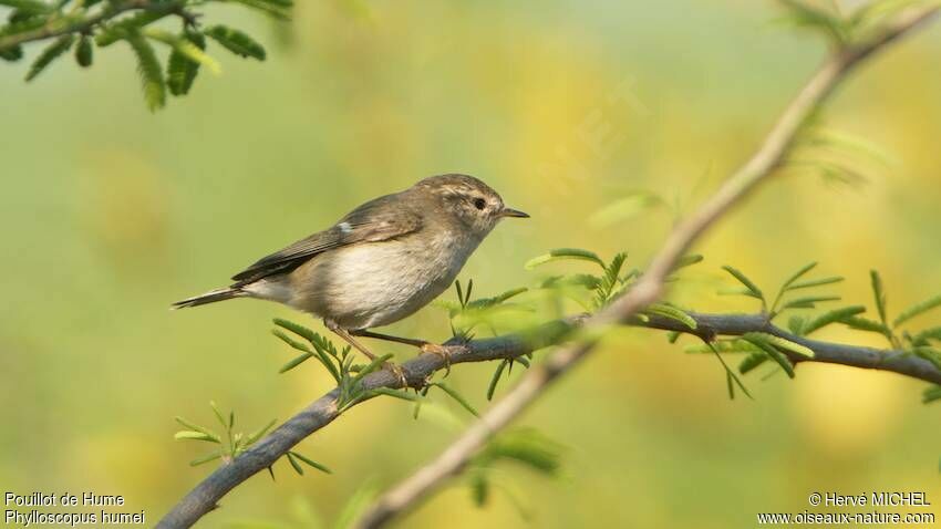 Hume's Leaf Warbler