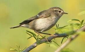 Hume's Leaf Warbler