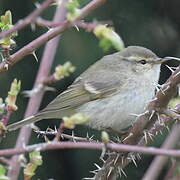 Hume's Leaf Warbler