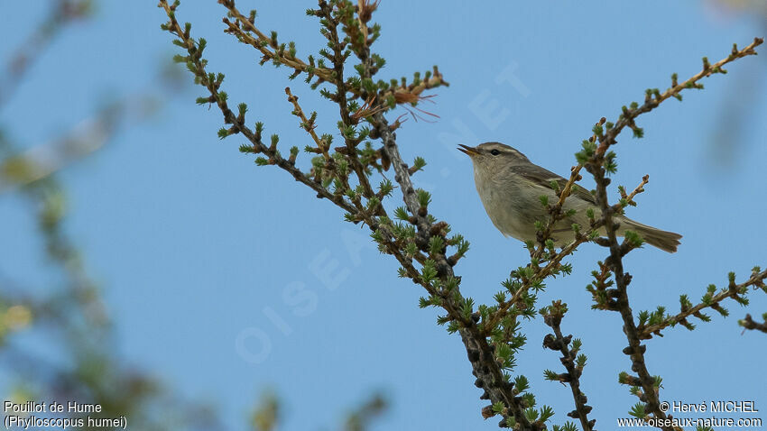 Hume's Leaf Warbler male adult breeding, song