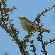 Hume's Leaf Warbler